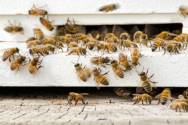 Beehive Honey Bee Colony