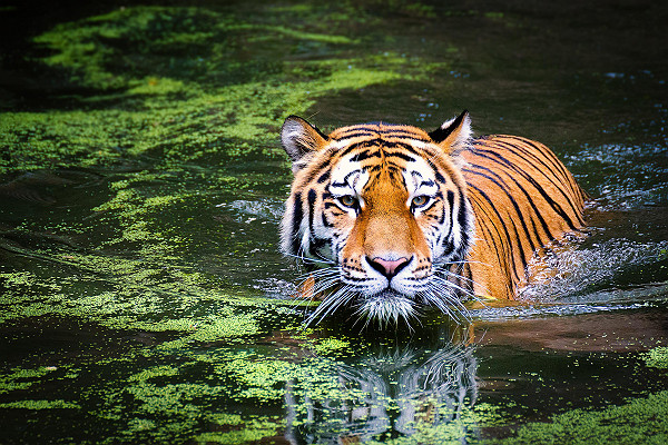 Bengal Tiger Cooling Off