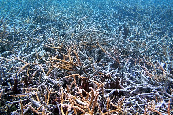 Bleached Coral From Ocean Warming