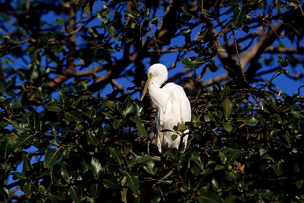Cattle Egret in Australia