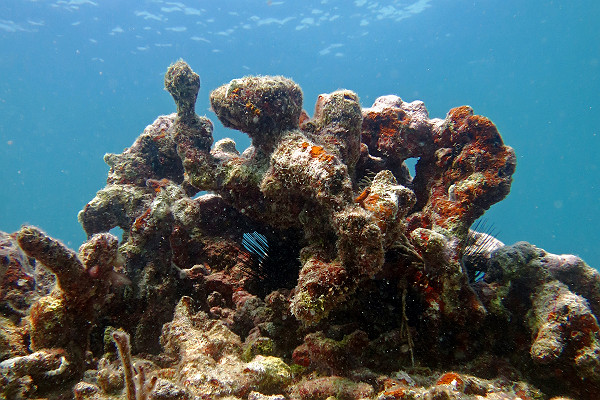 Dry Tortugas National Park Coral Reef Bioerosion