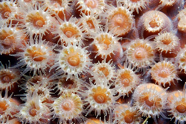 Extended Coral Polyps
