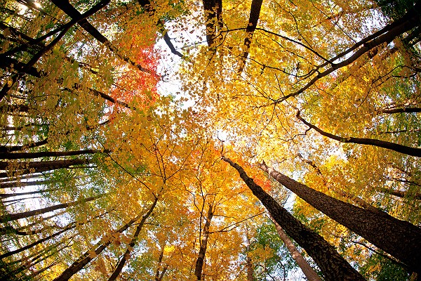 Fall Colors Skyward