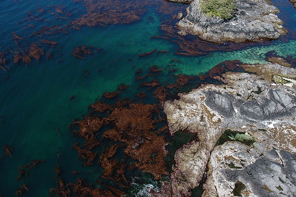 Kelp Forest and Tide Pools