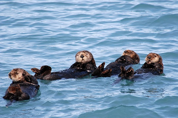More Cute Fluffy Sea Otters