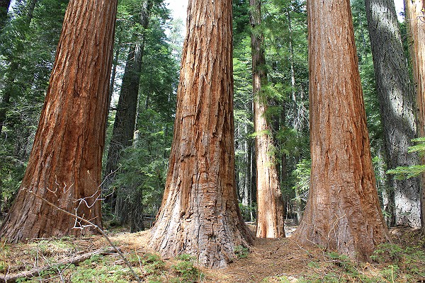 Sequoia Gigantea Trees