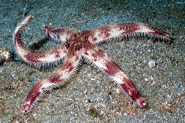 Starfish in the Atlantic Ocean