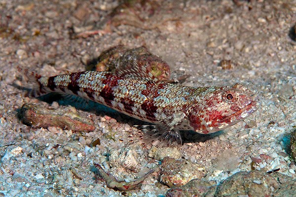 Synodus variegatus aka Lizardfish