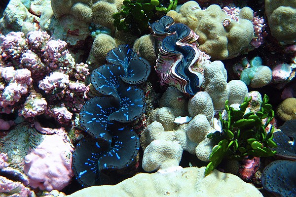 Tridacna Maxima at Kingman Reef