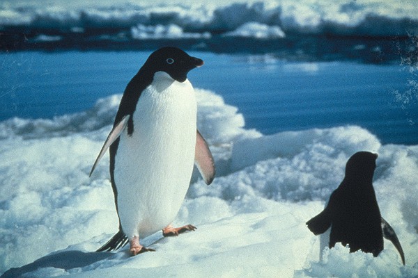 Vintage Adelie Penguins