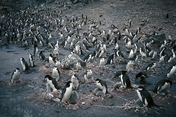 Vintage Chinstrap Penguin Colony