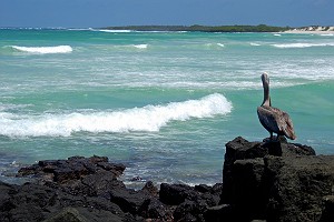 A Pelican in Paradise
