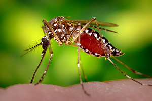 Aedes Aegypti Mosquito Ver1