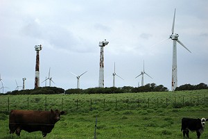 Aging Wind Generators and Cows