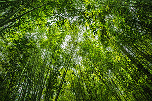 Bamboo Forest Looking Up