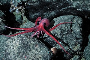 Benthic Octopus