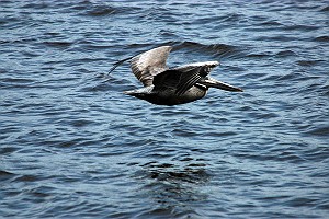 Brown Pelican Skimming the Water