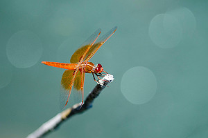 California Red Dragonfly