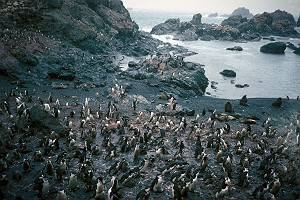Chinstrap Penguin Colony on Seal Island