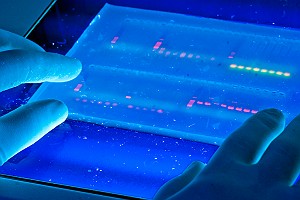 DNA Marker Sample