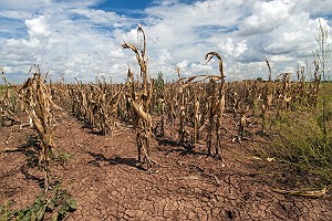 Drought Effect on Corn in Texas