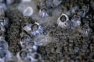 Large and Small Barnacles