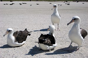 Laysan Albatross on Tern Island