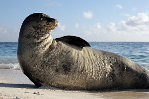 Monk Seal on the Beach