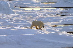 Polar Bear at Sunset in Alaska