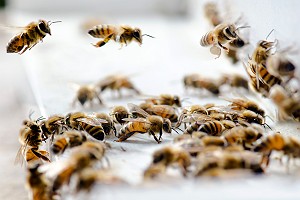 Returning Worker Honey Bees