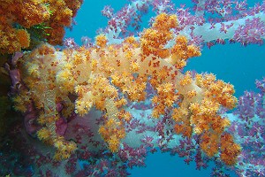 Soft Coral on Sankisan Maru