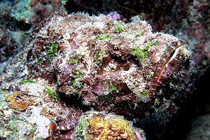 Stonefish Camouflage