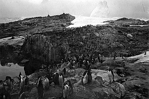 Vintage Adelie Penguin Colony