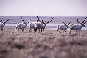 Vintage Herd of Caribou 