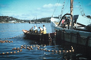 Vintage Purse Seining for Herring