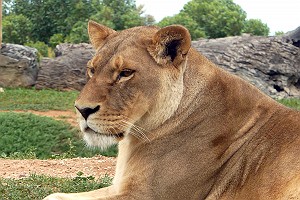 Lioness at Werribee Zoo