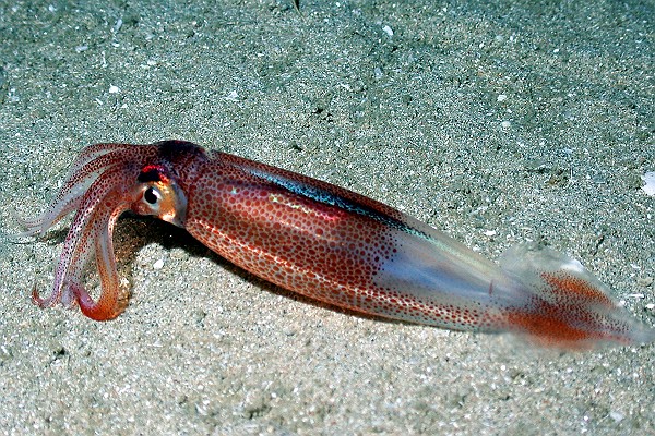 A Squid in the Atlantic Ocean