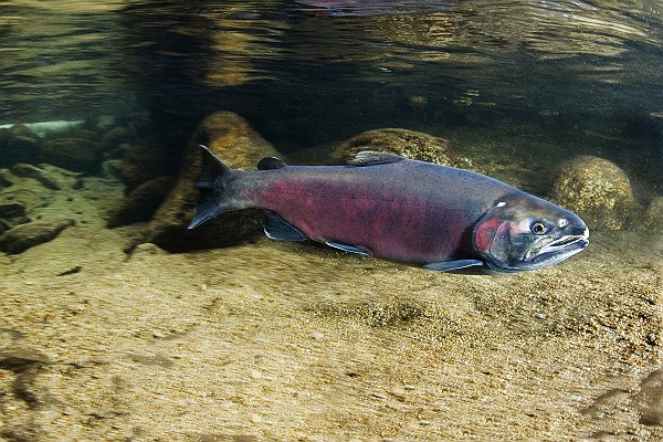 Adult Coho Salmon