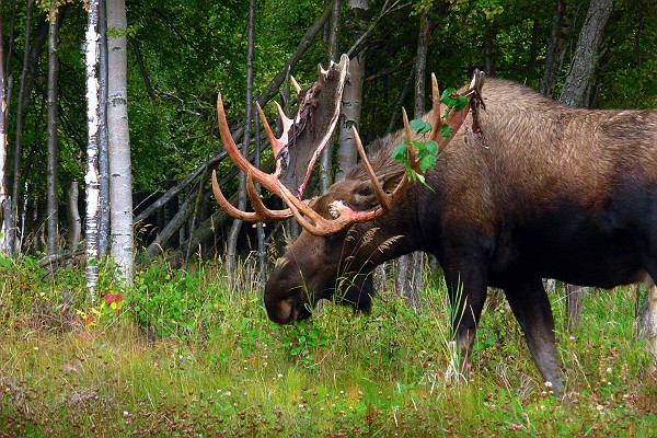 Bull Moose Around Alaska Anchorage