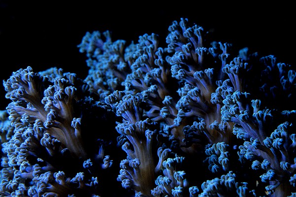 Cespitularia SP Soft Coral