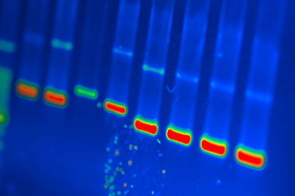 Digital DNA Markers