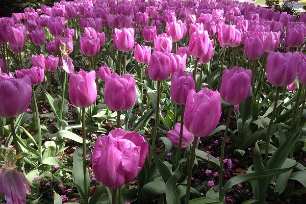 Flowering Tulips