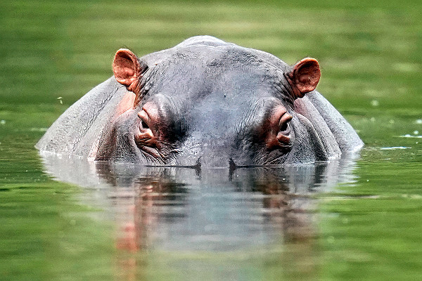 Hippo Mean Muggin