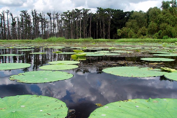 Invasive Lily Pads in Lake Penchant
