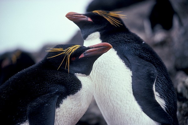 Macaroni Penguins at Seal Island