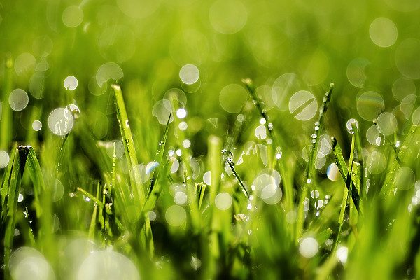 Macro Grass with Water Drops