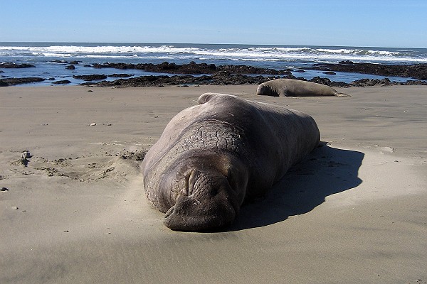 Male Elephant Seal at Ano Nuevo Island