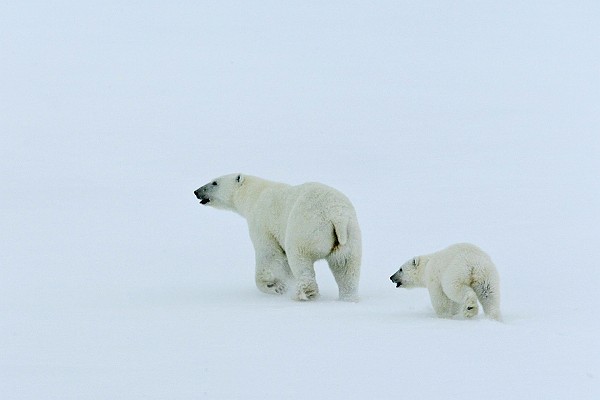 Mother Polar Bear and Cub