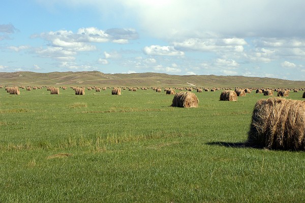 Rolled Bales of Hay