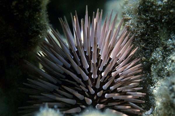 Sea Urchin at One Tree Reef